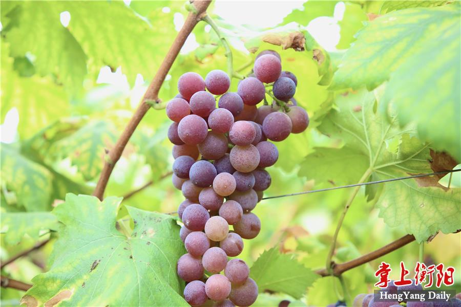 微信图片_20210720084414