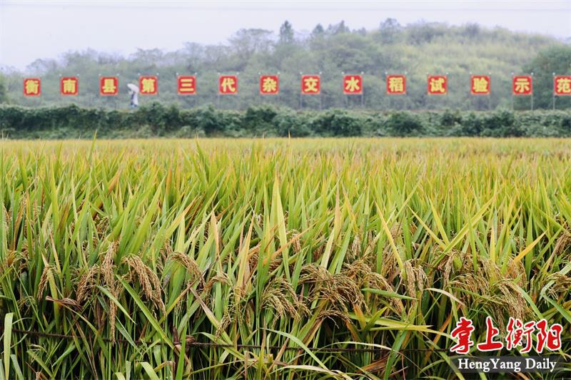 16039公斤杂交水稻双季年亩产再创世界纪录