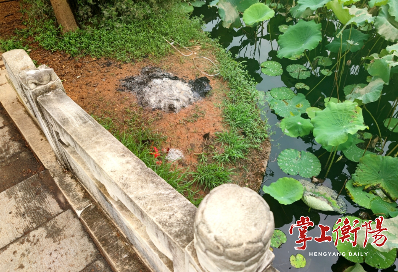 向不文明行为说“不”丨西湖公园内有人焚烧冥纸冥币现象