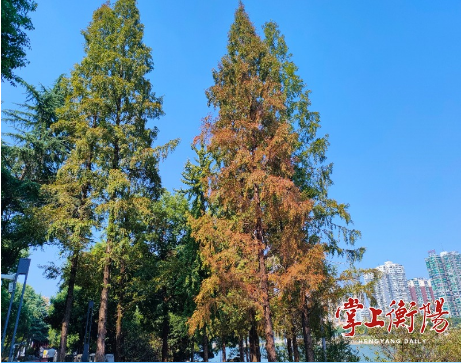 学宫苑、潇湘苑渐次进入秋色最佳观赏期