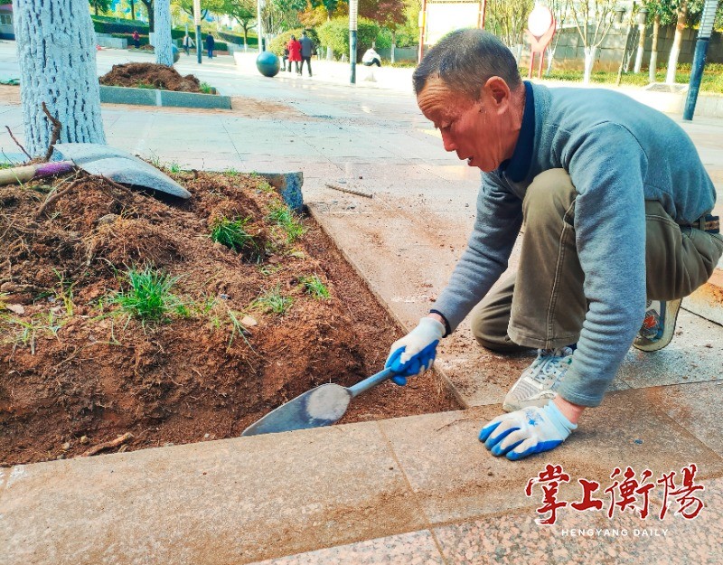 岳屏广场景观树池正在进行整修改造