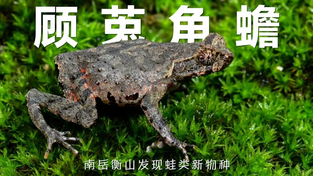 /DFS//file/2025/12/17/20251217185953284ze4kze.png?iid=554933