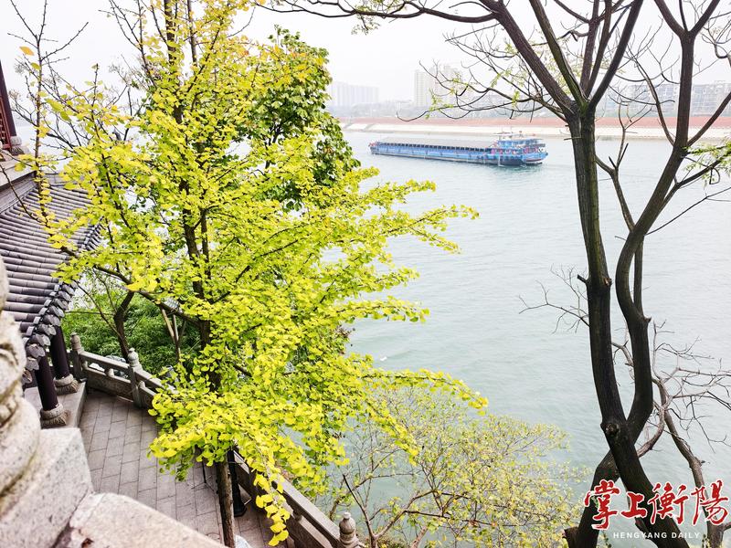 银杏染金 红枫“上妆”石鼓书院秋色斑斓美如画