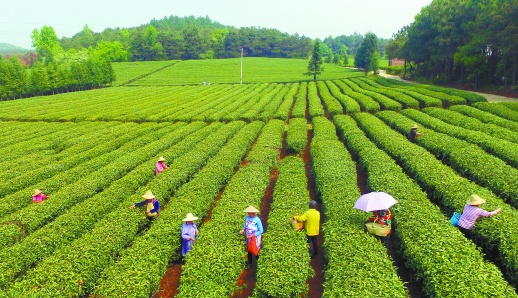 4月1日，衡南县宝盖有机茶场，采茶工在抢采“明前茶”