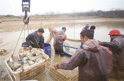 蒸湘区：鳜鱼肥了 土桥村富了