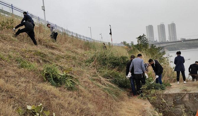 珠晖区:砍青除杂喜庆二十大,保护河流党员在行动-县区动态-衡阳市水利局