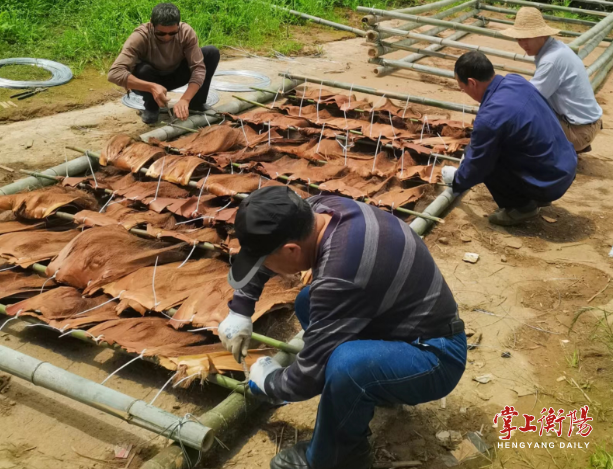衡阳市人民政府门户网站-鱼儿有了新“产房”！衡阳搭建人工鱼巢