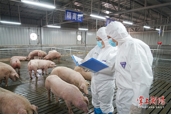 衡阳市人民政府门户网站-衡阳供港澳活猪企业再添生力军,200余头活猪从衡东发往港澳