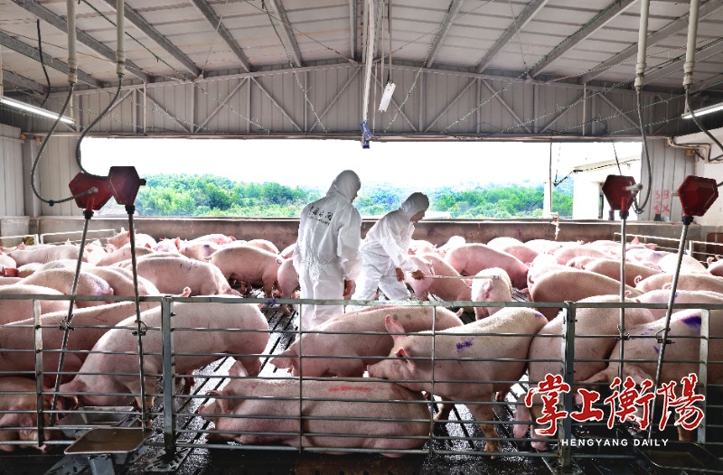 衡阳市人民政府门户网站-去年,衡阳出口活猪数量位居全省第一