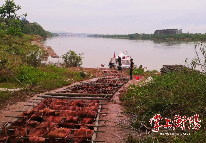 衡阳市人民政府门户网站-替鱼妈妈构筑“产房”！湘江新塘埠水域人工鱼巢建好了