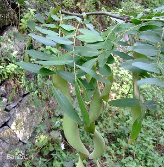 6月30日下午,南岳区树木园举行科技合作签约仪式,与全区首位柔性引进